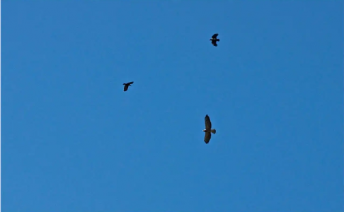 Шесть коршунов