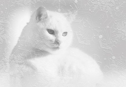 Снежный Кот