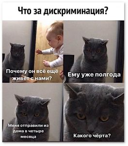 кот.jpg