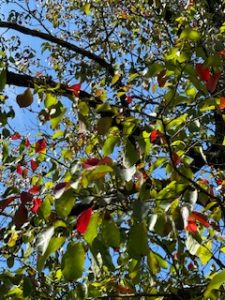 IMG_9942.jpeg