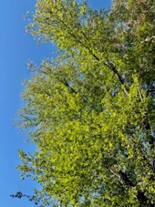 IMG_0224.jpeg