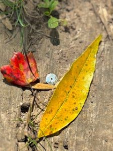 IMG_9947.jpeg