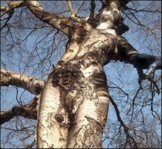 Новогодняя сказка для взрослых