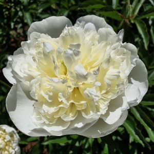 Первый ливень